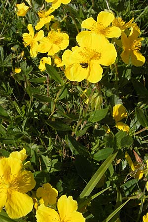 Helianthemum nummularium subsp. glabrum \ Kahles Sonnenrschen / Glabrous Rock-Rose, A Trenchtling 3.7.2010