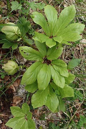 Helleborus niger \ Christrose, Schneerose / Christmas Rose, A Kärnten/Carinthia, Feistritz im Rosental 17.5.2016