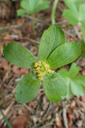 Sanicula epipactis \ Berg-Schaftdolde / Dwarf Masterwort, A Kärnten/Carinthia, Feistritz im Rosental 17.5.2016