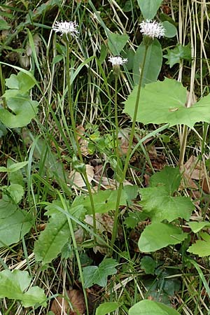 Homogyne sylvestris \ Wald-Brandlattich / Wood Colt's-Foot, A Kärnten/Carinthia, St. Paul im Lavanttal 16.5.2016