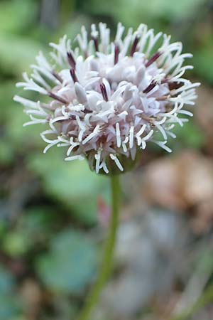 Homogyne sylvestris \ Wald-Brandlattich / Wood Colt's-Foot, A Kärnten/Carinthia, Gallizien 18.5.2016