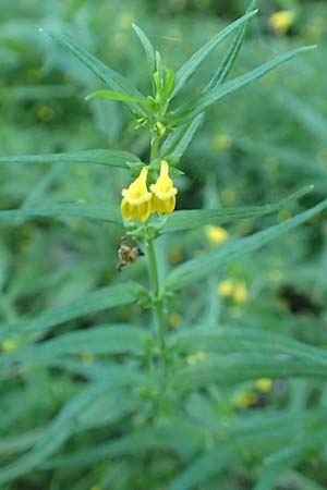 Melampyrum sylvaticum \ Wald-Wachtelweizen / Small Cow-Wheat, A Tragöß 30.6.2019