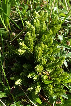 Huperzia selago \ Tannen-Brlapp / Fir Clubmoss, A Dachstein, Auretskar 7.7.2020