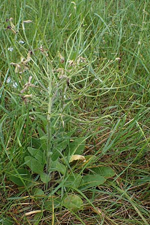 Hesperis tristis \ Trauer-Nachtviole, Trbe Nachtviole / Sad Night Violet, A Siegendorf 13.5.2022