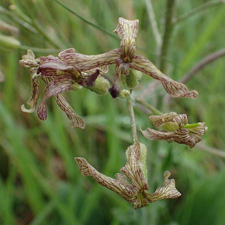 Hesperis tristis \ Trauer-Nachtviole, Trbe Nachtviole / Sad Night Violet, A Siegendorf 13.5.2022