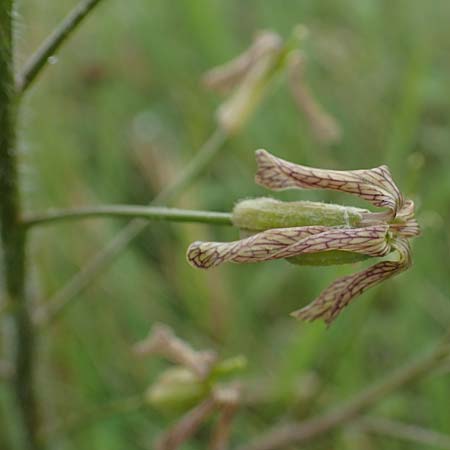 Hesperis tristis \ Trauer-Nachtviole, Trbe Nachtviole / Sad Night Violet, A Siegendorf 13.5.2022