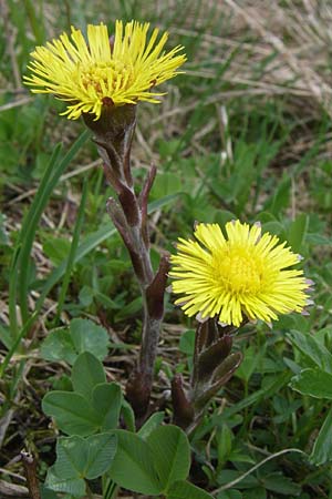 Tussilago farfara \ Huflattich, A Malta - Tal 7.6.2008