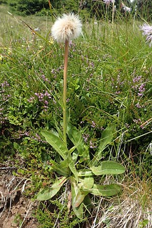 Crepis pontana ? \ Berg-Pippau, A Kärnten, Koralpe 9.8.2016