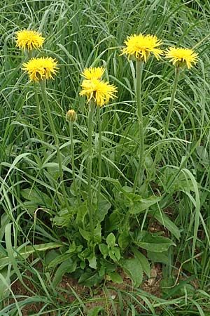 Trommsdorffia uniflora \ Einbltiges Ferkelkraut, A Pusterwald, Eiskar 1.7.2019