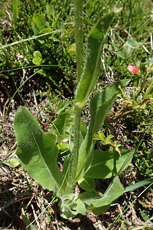 Trommsdorffia uniflora \ Einbltiges Ferkelkraut, A Nockalmstraße Windebensee 10.7.2019