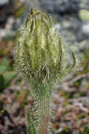 Trommsdorffia uniflora \ Einbltiges Ferkelkraut / One-Headed Cat's-Ear, Giant Cat's-Ear, A Seetaler Alpen, Zirbitzkogel 28.6.2021