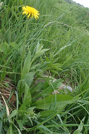 Trommsdorffia uniflora \ Einbltiges Ferkelkraut / One-Headed Cat's-Ear, Giant Cat's-Ear, A Pusterwald, Eiskar 29.6.2021