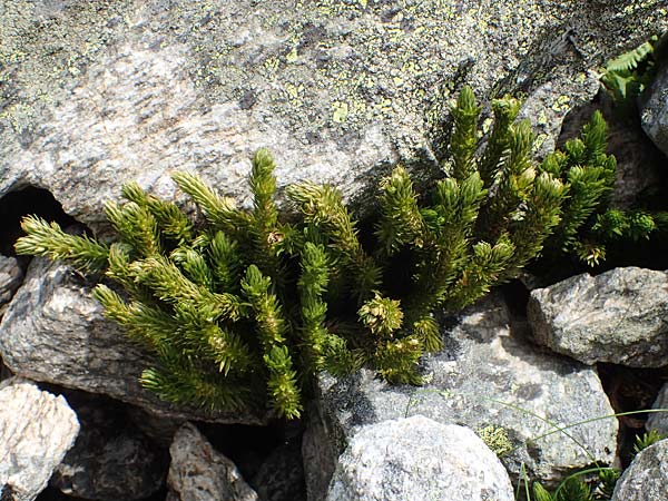 Huperzia selago \ Tannen-Brlapp / Fir Clubmoss, A Seckauer Tauern, Brandstätter Törl 27.7.2021