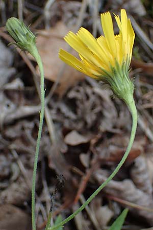 Hieracium umbellatum \ Doldiges Habichtskraut, A Hainburg 25.9.2022