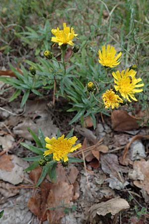 Hieracium umbellatum \ Doldiges Habichtskraut, A Hainburg 25.9.2022