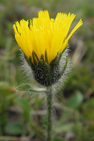 Hieracium pilosum \ Wollkpfiges Habichtskraut, Moris Habichtskraut / Moris' Hawkweed, A Kärnten/Carinthia, Petzen 2.7.2010