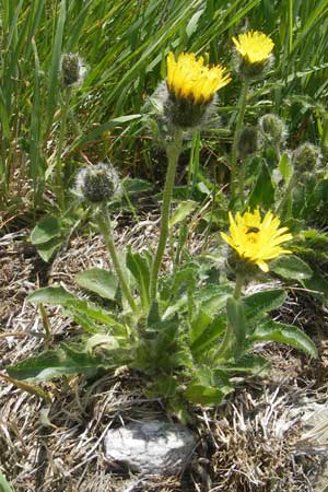 Hieracium alpinum \ Alpen-Habichtskraut, A Malta - Tal 19.7.2010