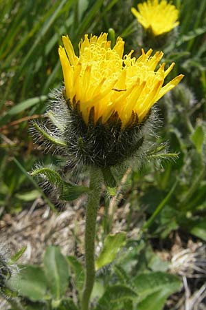 Hieracium alpinum \ Alpen-Habichtskraut, A Malta - Tal 19.7.2010