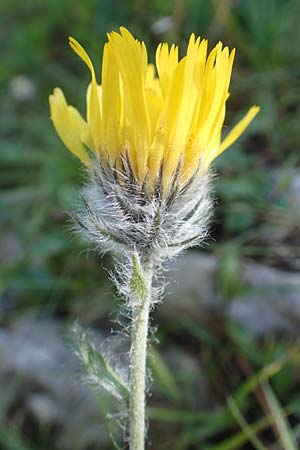 Hieracium villosum \ Zottiges Habichtskraut / Shaggy Hawkweed, A Kärnten/Carinthia, Petzen 8.8.2016