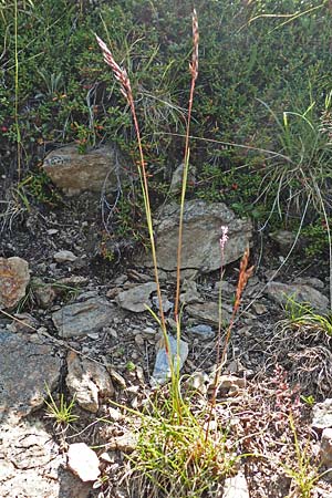 Helictotrichon versicolor \ Bunter Wiesenhafer / Oat Grass, A Nockberge, Klomnock 10.7.2019