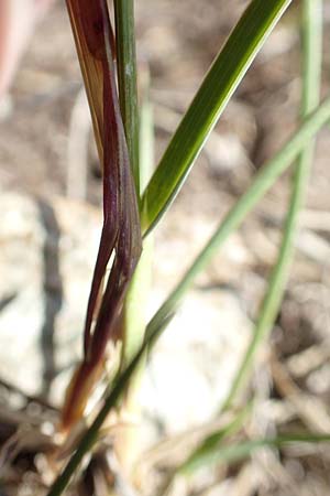 Helictotrichon versicolor \ Bunter Wiesenhafer / Oat Grass, A Nockberge, Klomnock 10.7.2019