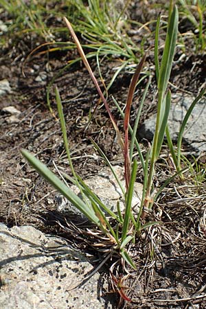 Helictotrichon versicolor \ Bunter Wiesenhafer, A Nockberge, Klomnock 10.7.2019