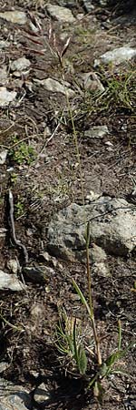 Helictotrichon versicolor \ Bunter Wiesenhafer, A Nockberge, Klomnock 10.7.2019