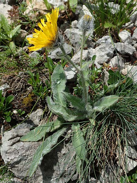 Hieracium pilosum / Moris' Hawkweed, A Schneeberg 1.7.2020