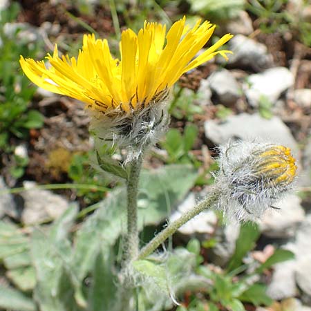 Hieracium pilosum / Moris' Hawkweed, A Schneeberg 1.7.2020