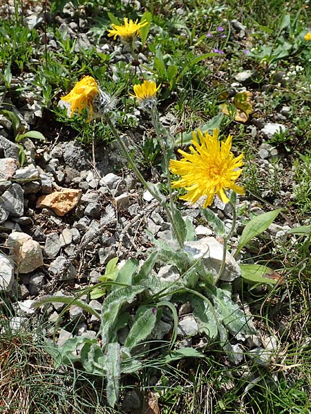 Hieracium pilosum / Moris' Hawkweed, A Schneeberg 1.7.2020