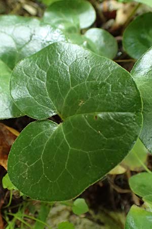 Asarum europaeum \ Haselwurz / Asarabacca, A Frein an der Mürz 3.7.2020