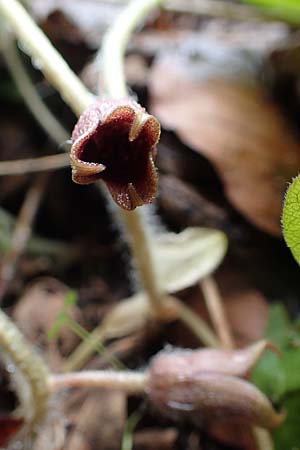 Asarum europaeum \ Haselwurz / Asarabacca, A Türnitz 6.5.2022