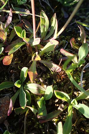 Hieracium lactucella \ Gehrtes Habichtskraut, A Kärnten, Koralpe 30.6.2022