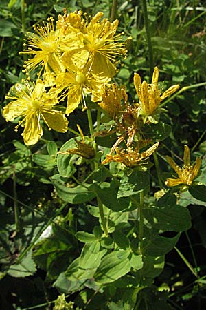 Hypericum maculatum \ Geflecktes Johanniskraut, A Kärnten, Petzen 21.7.2007