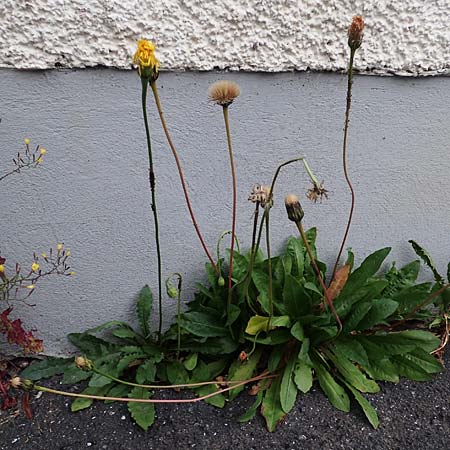 Leontodon hispidus subsp. hastilis / Glabrous Rough Hawkbit, A Pölstal-Oberzeiring 25.6.2021