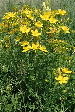 Hypericum perforatum \ Echtes Johanniskraut, Tpfel-Hartheu, A Weinviertel,  Goggendorf 10.7.2023