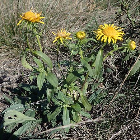 Pentanema britannicum \ Wiesen-Alant / Meadow Fleabane, Yellowhead, A Seewinkel, Apetlon 23.9.2022