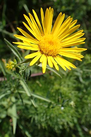 Pentanema ensifolium \ Schwertblttriger Alant, Zwerg-Alant / Swordleaf Inula, A Hainburg 8.7.2023