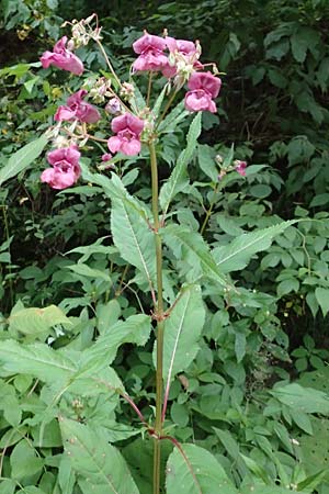 Impatiens glandulifera \ Indisches Springkraut / Indian Balsam, A Wolfsberg 9.8.2016