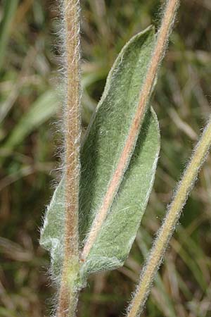 Pentanema germanicum \ Deutscher Alant / German Fleabane, A Hainburg 8.7.2023