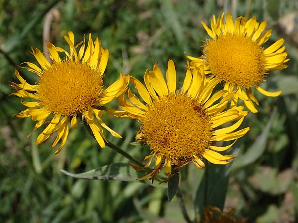 Pentanema germanicum \ Deutscher Alant / German Fleabane, A Gumpoldskirchen 9.7.2023