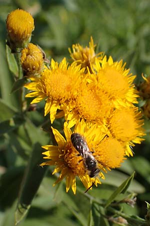 Pentanema germanicum \ Deutscher Alant / German Fleabane, A Gumpoldskirchen 9.7.2023