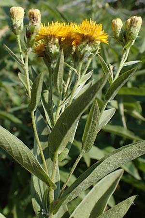 Pentanema germanicum \ Deutscher Alant / German Fleabane, A Gumpoldskirchen 9.7.2023