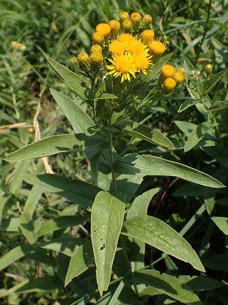 Pentanema germanicum \ Deutscher Alant / German Fleabane, A Gumpoldskirchen 9.7.2023