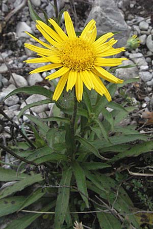 Buphthalmum salicifolium \ Weidenblttriges Ochsenauge, Rindsauge / Yellow Ox-Eye, A Lechtal, Forchach 27.5.2007