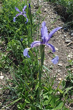 Iris spuria \ Bastard-Schwertlilie / Blue Iris, A Weiden am Neusiedler See 10.5.2022