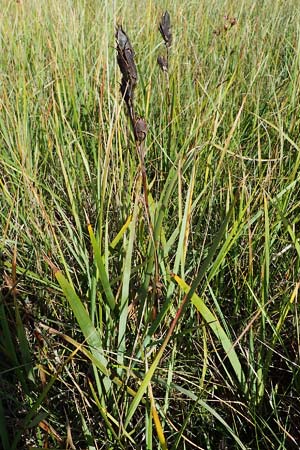 Iris spuria \ Bastard-Schwertlilie / Blue Iris, A Weiden am Neusiedler See 28.9.2022