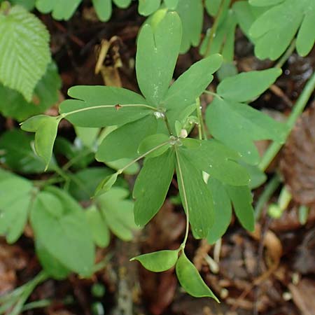 Isopyrum thalictroides \ Wiesenrauten-Muschelblmchen / False Rue Anemone, A Krems 7.5.2022