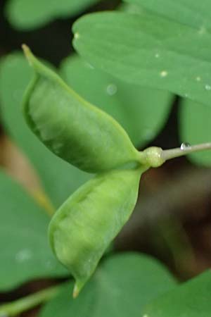 Isopyrum thalictroides \ Wiesenrauten-Muschelblmchen, A Krems 7.5.2022