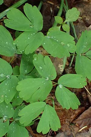 Isopyrum thalictroides \ Wiesenrauten-Muschelblmchen, A Krems 7.5.2022